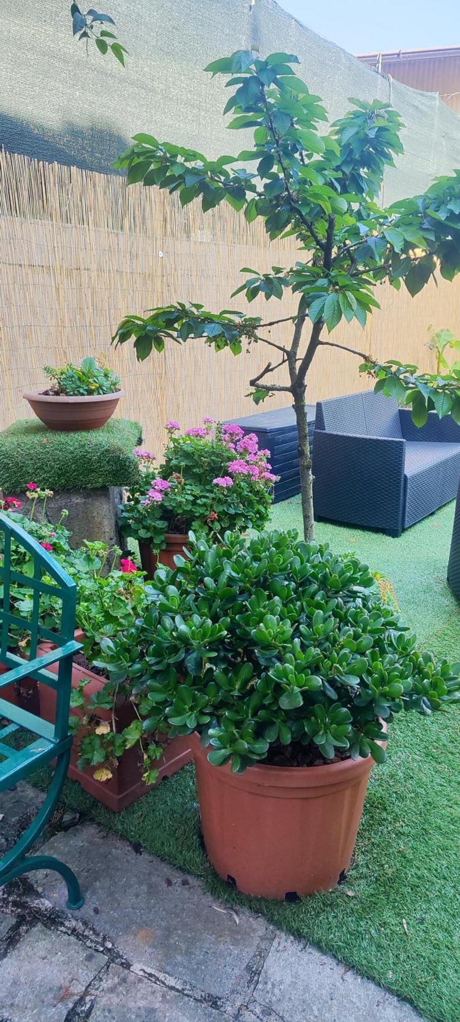 Appartement Casa Bea